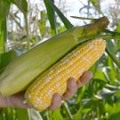 120 Peaches And Cream Sweet Corn Seeds Organic Fresh Seeds Fast Shipping