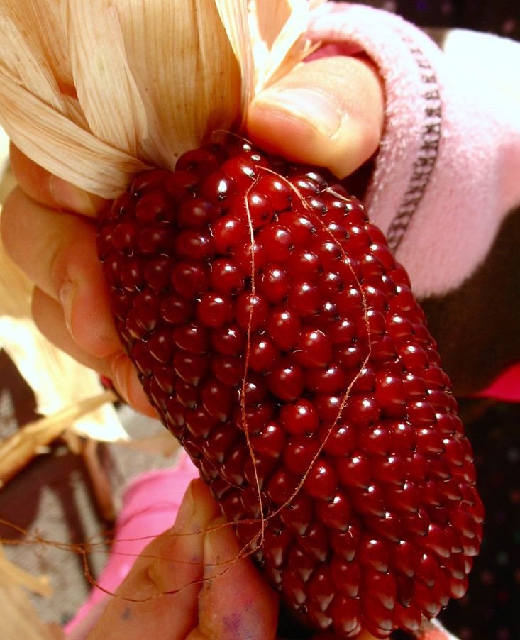 120 Strawberry Ruby Corn Seeds Popcorn Sweet Organic Rare Fresh Seeds Fast Shipping