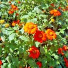 125 Mexican Sunflower Seeds Annual Flower Large Container Poor Soils Fresh Seeds Fast Shipping