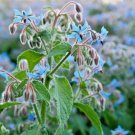 130 Borage Seeds Organic Herb Wildflower Edible Plant Summer Patio Container Fresh Seeds Fast Shippi