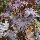 15 New Zealand Purple Castor Bean Seeds Organic Fresh Seeds Fast Shipping