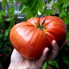 150 Beefsteak Tomato Seeds Organic Vegetable Summer Patio Container Fresh Seeds Fast Shipping