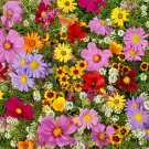 2000 Annual Wildflower Mix Seeds 19 Varieties Full Sun Summer Flower Cut Dried Flowers Fresh Seeds F