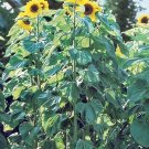 20 American Giant Sunflower Seeds Fresh Seeds Fast Shipping