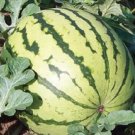 20 Dixie Queen Watermelon Seeds Fresh Seeds Fast Shipping