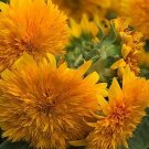 20 Goldy Double Organic Sunflower Seeds Fresh Seeds Fast Shipping