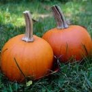 20 Miniature Sugar Pumpkin Seeds Fresh Seeds Fast Shipping