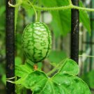 20 Mouse Melon Seeds Organic Mexican Sour Gherkin Cucumber Sandita Cucamelon Patio Container Summer 