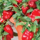 20 Patio Redskin Sweet Bell Pepper Seeds Fresh Seeds Fast Shipping