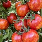 20 Red Zebra Tomato Seeds Fresh Seeds Fast Shipping
