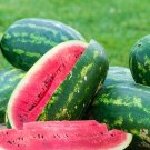 20 Sangria Watermelon Seeds Fresh Seeds Fast Shipping