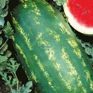 20 Stargazer Watermelon Seeds Fresh Seeds Fast Shipping