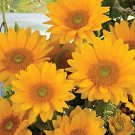20 Vincents Sunflower Seeds Fresh Seeds Fast Shipping