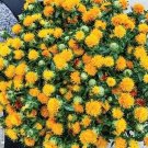 20 Zanzibar Carthamus Seeds Fresh Seeds Fast Shipping