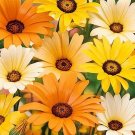 200 African Daisy Mix Seeds Fresh Seeds Fast Shipping