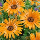 200 African Orange Daisy Seeds Perennial Fresh Seeds Fast Shipping
