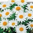 200 Alaska Shasta Daisy Seeds Perennial Fresh Seeds Fast Shipping