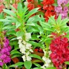 200 Balsam Camellia Mix Flower Seeds Impatiens Patio Container Full Sun Shade Cut Flowers Fresh Seed