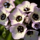 200 Birds Eyes Seeds Fresh Seeds Fast Shipping