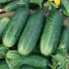 200 Carolina Cucumber Seeds Organic Fresh Seeds Fast Shipping