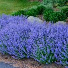 200 Catnip Seeds Perennial Bug Repelling Herb Fresh Seeds Fast Shipping