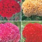 200 Chief Mix Celosia Cristata Cockscomb Seeds Fresh Seeds Fast Shipping