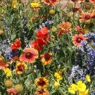 200 Dryland Wildflower Mix Seeds Fresh Seeds Fast Shipping