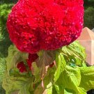 200 Dwarf Pink Celosia Cristata Cockscomb Seeds Fresh Seeds Fast Shipping