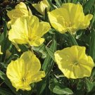 200 Evening Primrose Dwarf Perennial Fresh Seeds Fast Shipping