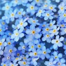 200 Forget Me Not Seeds Fresh Seeds Fast Shipping