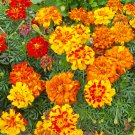 200 French Marigold Sparky Mix Fresh Seeds Fast Shipping