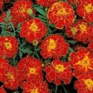 200 French Red Marigold Seeds Fresh Seeds Fast Shipping
