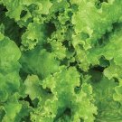200 Green Lettuce Seeds Fresh Seeds Fast Shipping