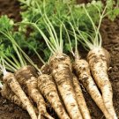 200 Hamburg Rooted Parsley Seeds Fresh Seeds Fast Shipping