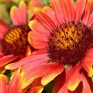 200 Indian Blanket Seeds Fresh Seeds Fast Shipping