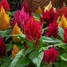 200 Kimono Celosia Argentea Mix Seeds Fresh Seeds Fast Shipping