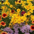 200 Kneehigh Wildflower Seeds Fresh Seeds Fast Shipping