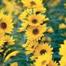 200 Maximilian Sunflower Seeds Perennial Fresh Seeds Fast Shipping