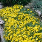 200 Missouri Dwarf Evening Primrose Flower Seeds Flowering Groundcover Fresh Seeds Fast Shipping