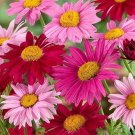 200 Painted Daisy Seeds Perennial Fresh Seeds Fast Shipping
