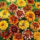200 Persian Carpet Zinnia Mix Seeds Fresh Seeds Fast Shipping