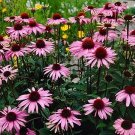 200 Purple Coneflower Seeds Fresh Seeds Fast Shipping
