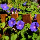 200 Purple Grandpa Ott Morning Glory Seeds Climbing Flowering Vine Heat Poor Soils Summer Fall Flowe
