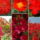 200 Red Wildflower Seed Mix Fresh Seeds Fast Shipping