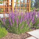 200 Rocky Mountain Penstemon Seeds Wildflower Poor Soils Heat Cold Drought Patio Container Cut Flowe