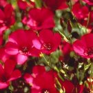 200 Scarlet Red Flax Seeds Fresh Seeds Fast Shipping