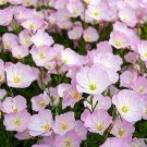 200 Showy Evening Primrose Seeds Perennial Fresh Seeds Fast Shipping