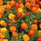 200 Sparky Mix Marigold Seeds Organic Fresh Seeds Fast Shipping