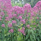 200 Sweet Joe Pye Seeds Wildflower Sun Shade Flower Vanilla Scent Fresh Seeds Fast Shipping