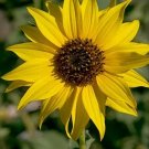 200 Wild Sunflower Seeds Fresh Seeds Fast Shipping